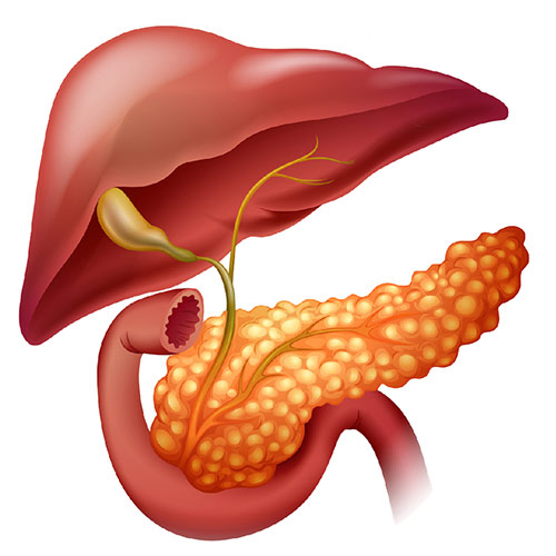Liver & Pancreatic Surgery